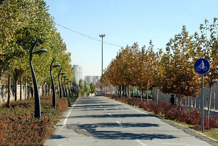 آغاز کنترل آفت درختان تهران/ گزارشی از وجود سفیدبالک‌ها دریافت نشده است