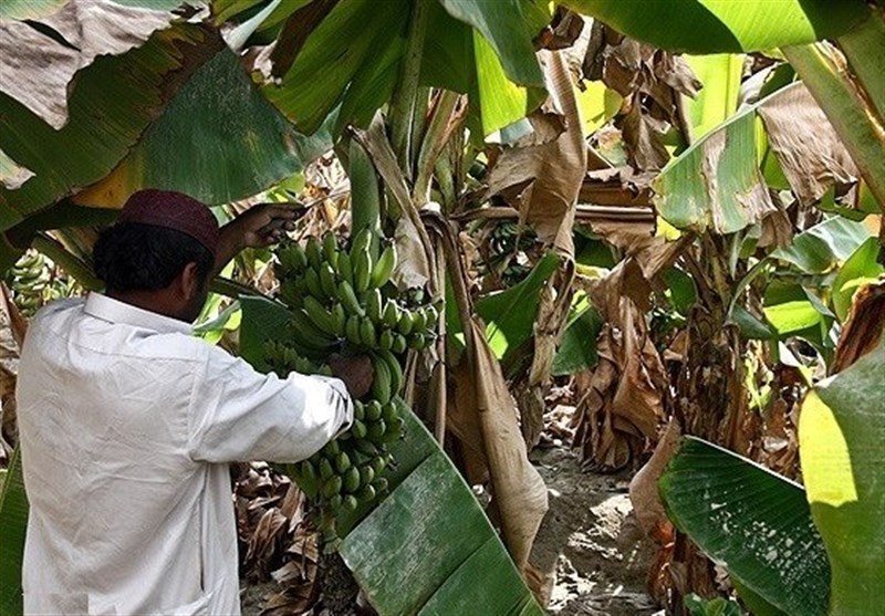 واکاوی یک پارادوکس؛ پشت‌پرده خام‌فروشی موز در پایتخت موز ایران!
